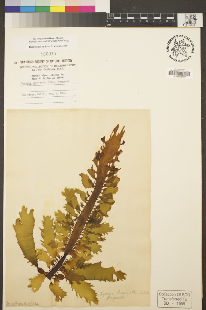 A mounted feather boa kelp specimen from 1896